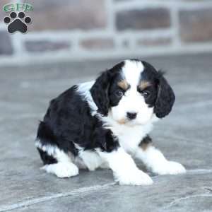 Addie, Cavapoo Puppy